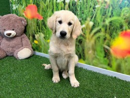 Golden Retriever Puppy for sale